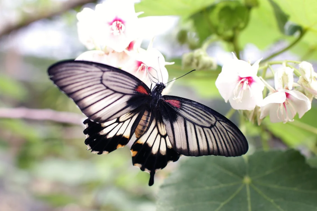 A butterfly