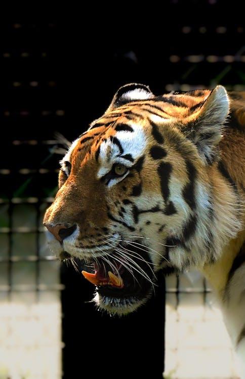 A tiger snarling
