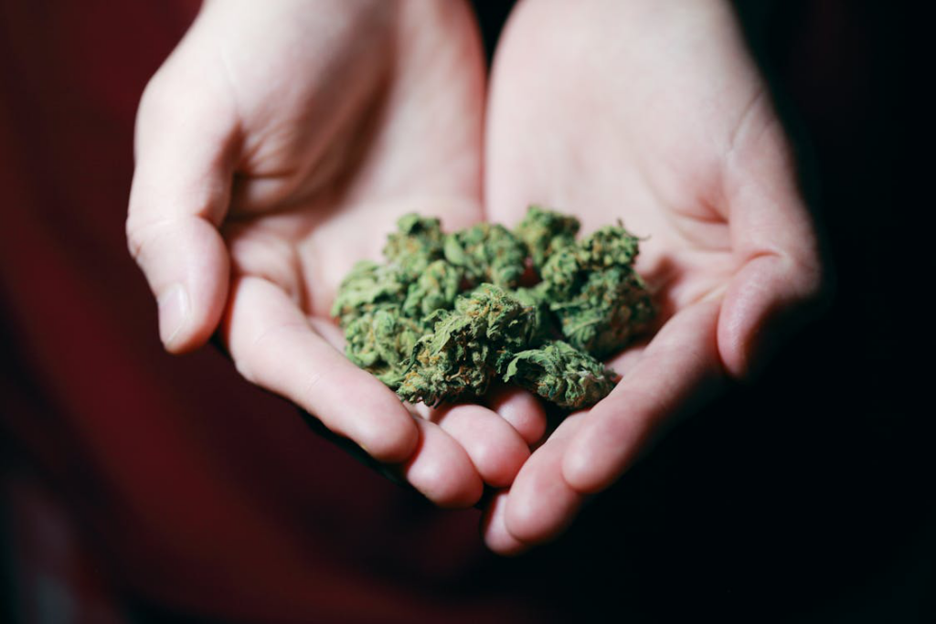  A person holding kush in their hands
