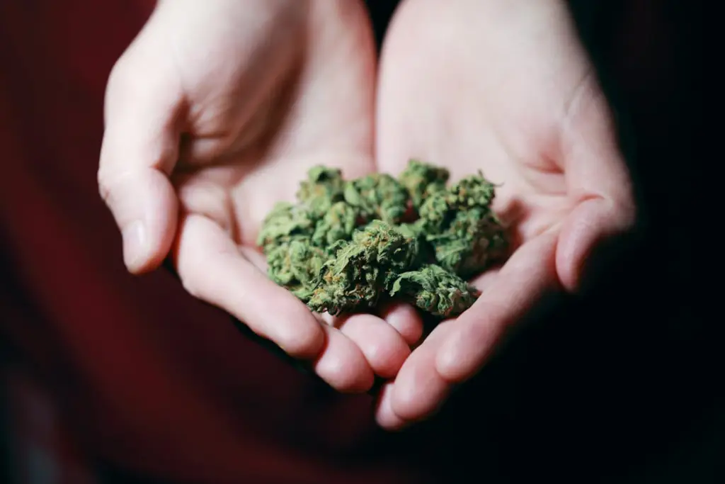  A person holding kush in their hands